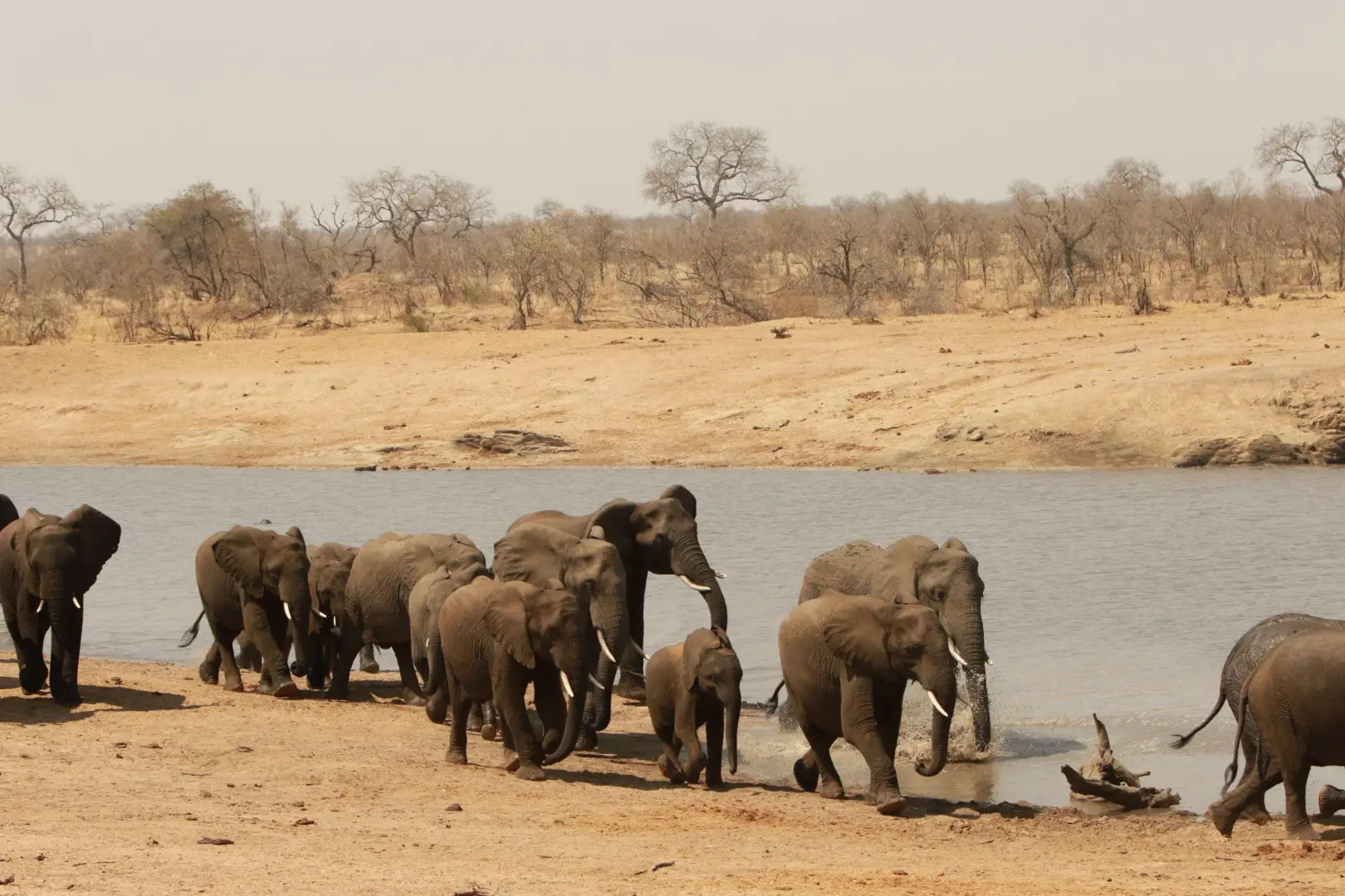 Group of Elephants by a river - 4-Day Kruger Safari & Panorama Route from Johannesburg
