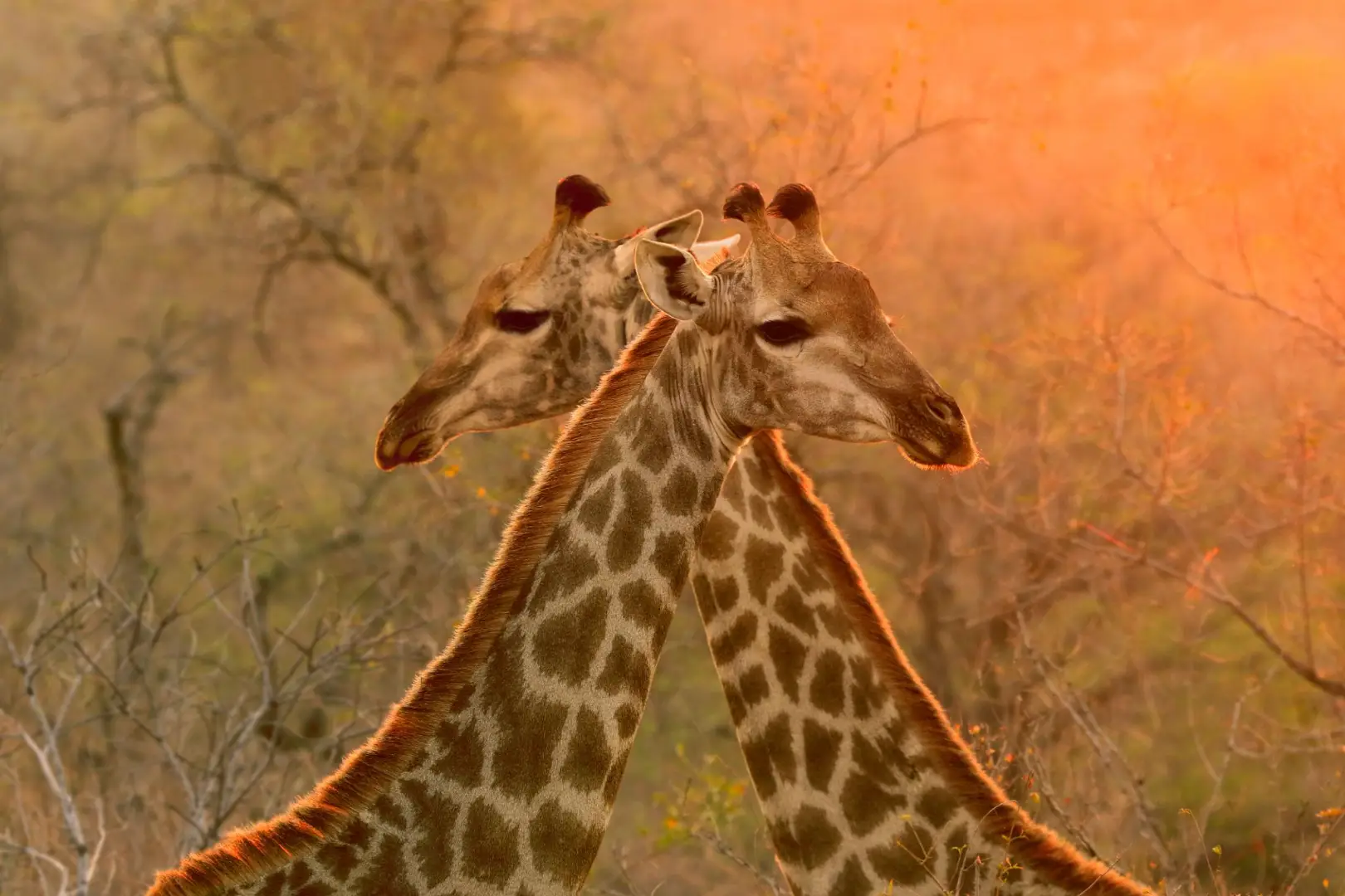 Two Giraffes - 4-Day Kruger Safari & Panorama Route from Johannesburg
