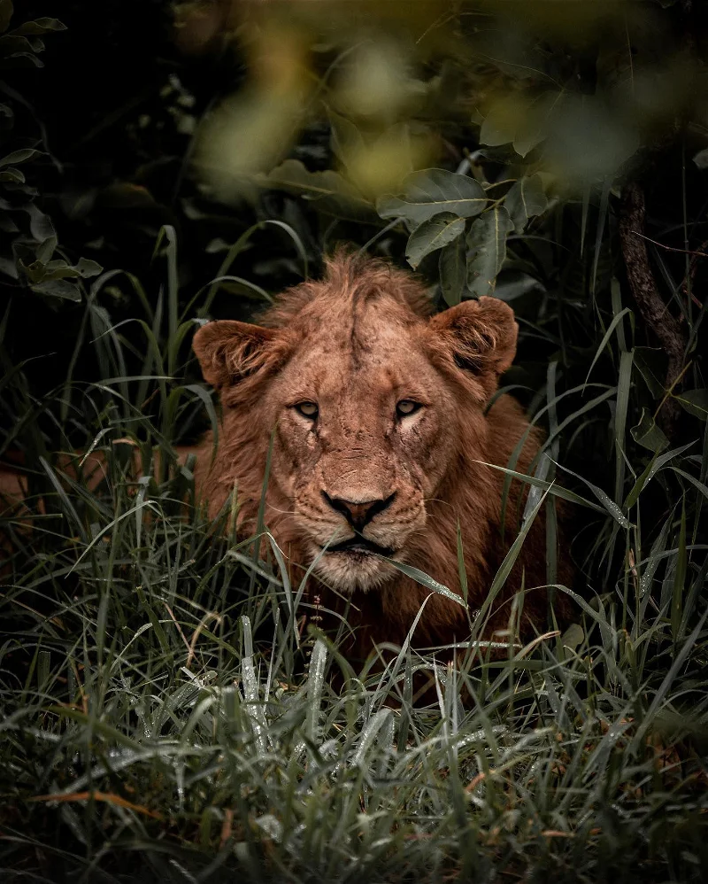 3 day Kruger safari from Johannesburg