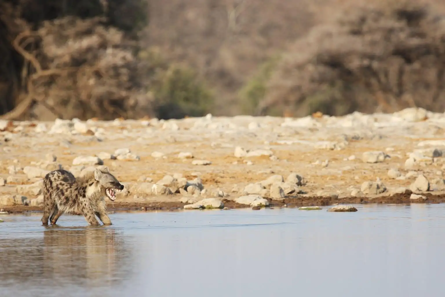 panoramic-shot-hyena-stretching-waterhole - 5-Day Private Kruger Safari from Johannesburg