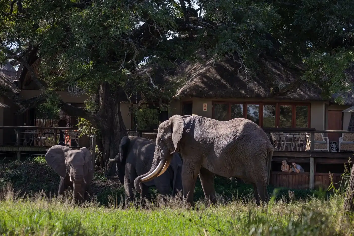 Tintswalo safari lodge