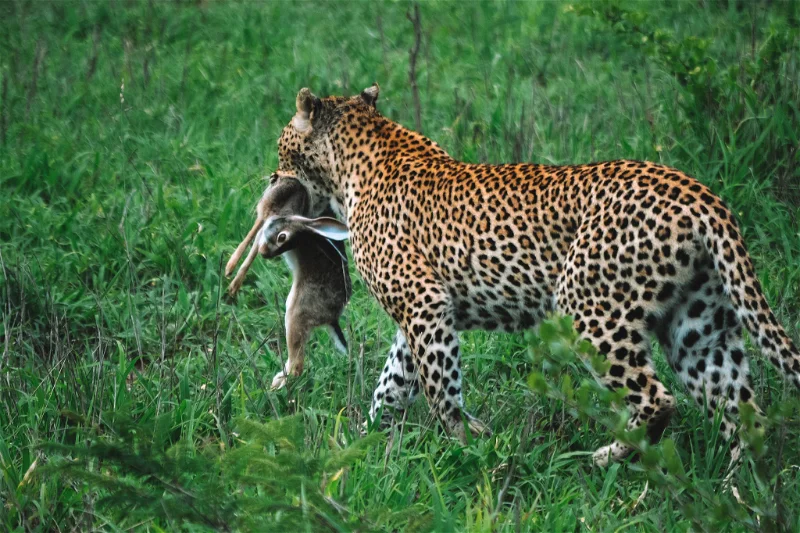 3 Day Manyeleti Safari