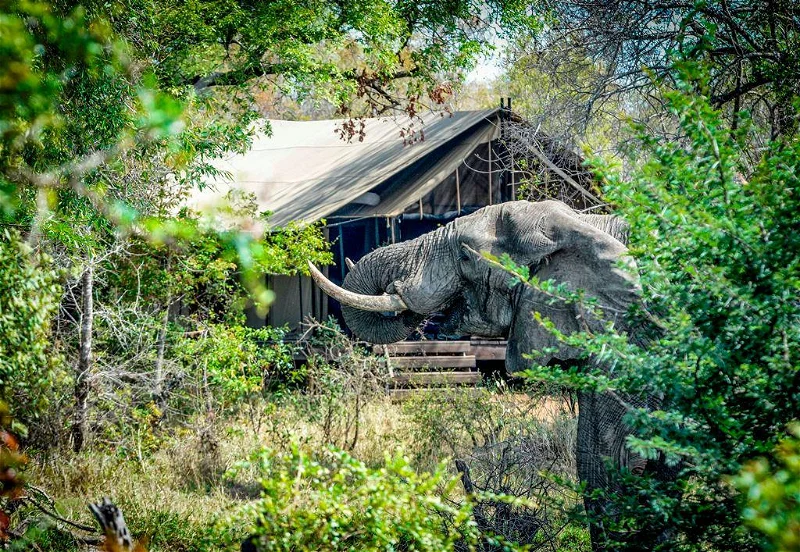 3 Day Manyeleti Safari