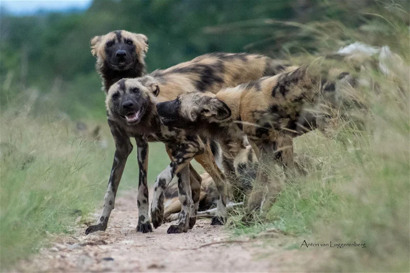 Manyeleti Safari Packages