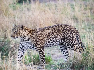Kruger National Park Safari From Johannesburg: The Complete 2026 Planning Guide Kruger National Park Safari From Johannesburg: The Complete 2026 Planning Guide