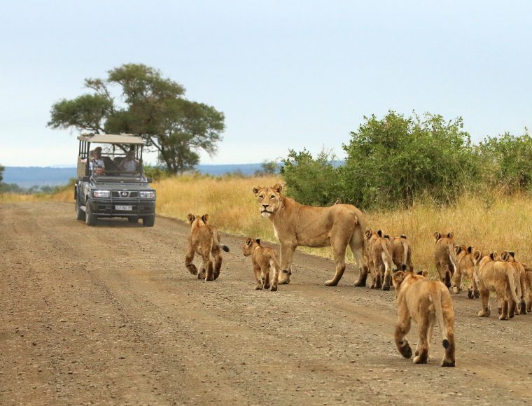 Kruger National Park Safari